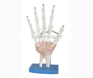 Nurse Training Doll(female)