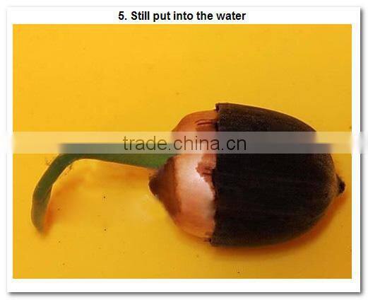 2015 Water Lily Lotus Seeds For Growing For Family Pot Landscape