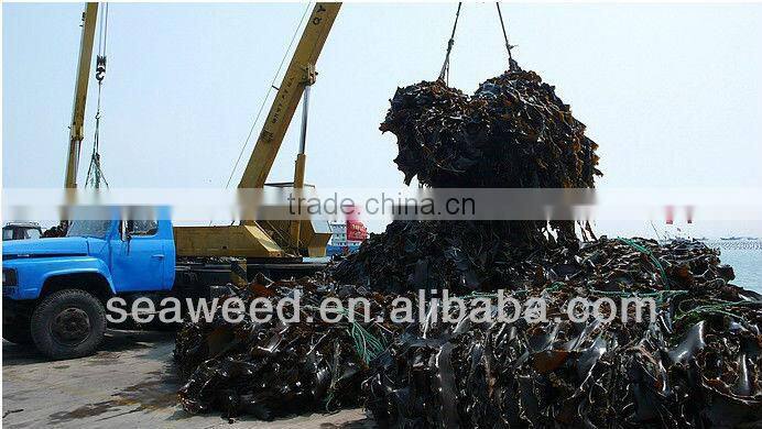 Dried konbu /kelp/Laminaria japonica