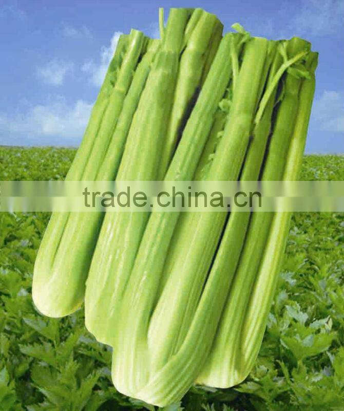 high quality 98% apigenin celery extract