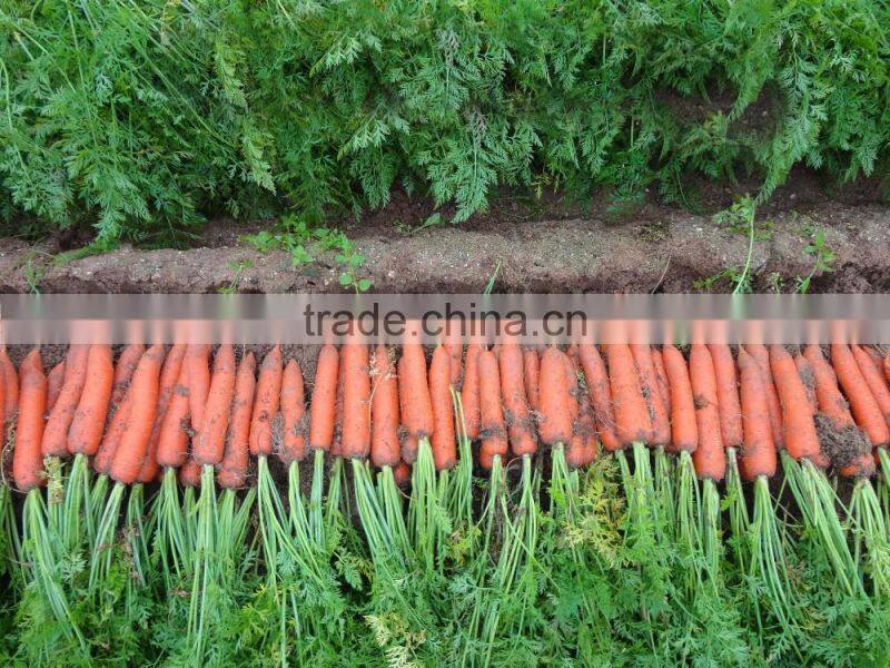 High quality Chinese Fresh Carrots with good price