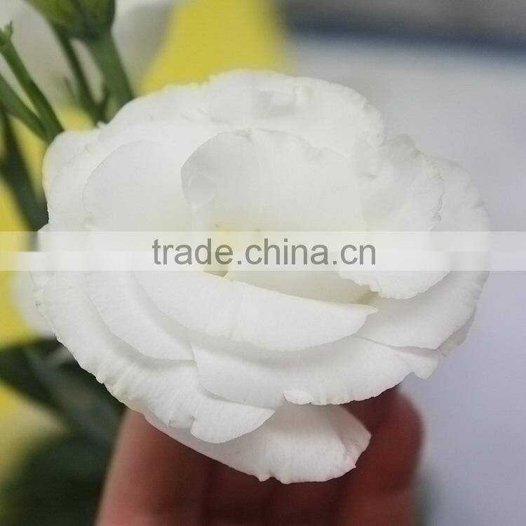 Quality Best-Selling wholesale big bud eustoma