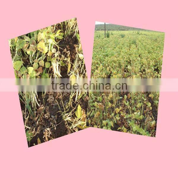 High Quality Dry Japanese Type White Kidney Beans Wholesale