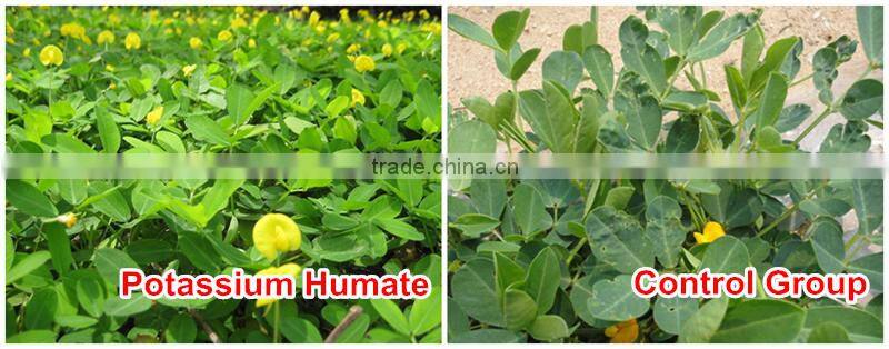 FAQ-The Growth Of Peanut