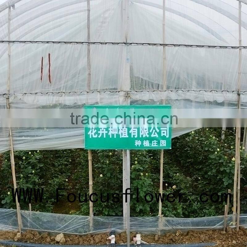 Wide Varieties Fresh Cut Flower Color Lisianthus Purple Lisianthus Flowers From Yunnan, China