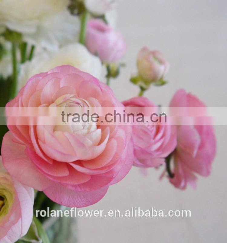 Diversified in packaging crazy selling decoration wholesale flower Ranunculus asiaticus