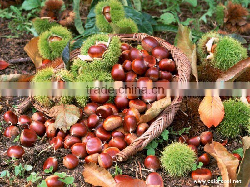 Fresh Chestnuts Crop 2011