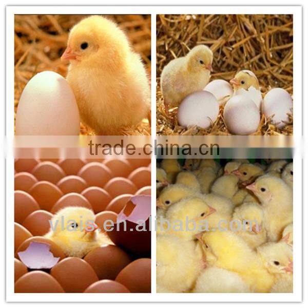 Export wholesale digital thermostat for incubator