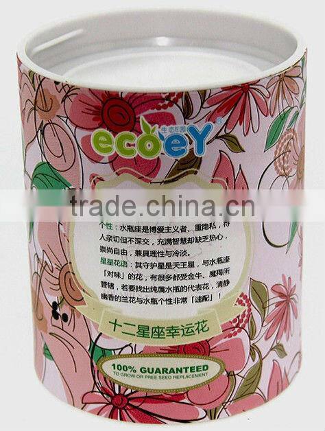 Fashion Twelve constellations lucky flower potted plant -forget-me-not