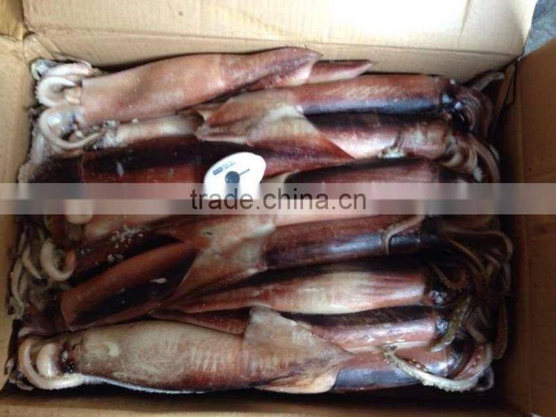 Whole Round BQF Frozen Todarodes Pacificus Squid
