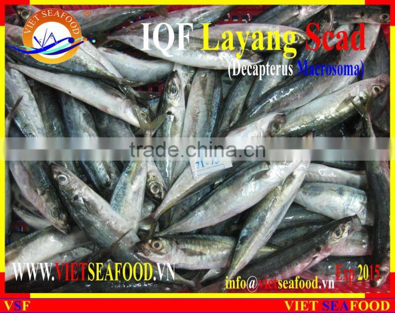 IQF LAYANG SCAD WHOLE ROUND