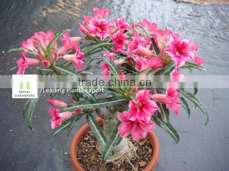 Adenium obesum ( Desert rose)