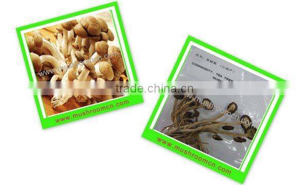 china dried Flammulina velatipes fungus mushroom