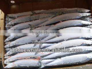 New Coming Frozen Pacific Saury