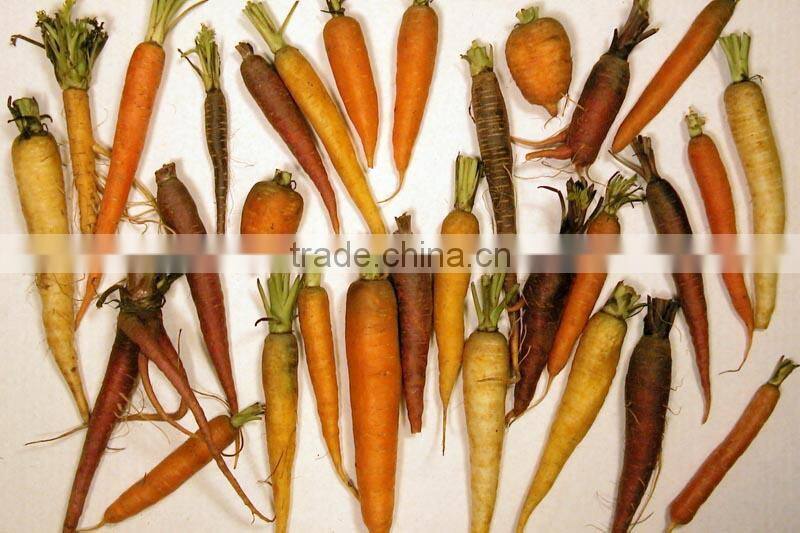 High quality horseradish washing machine/ root vegetable washing machine/ carrot washing machine