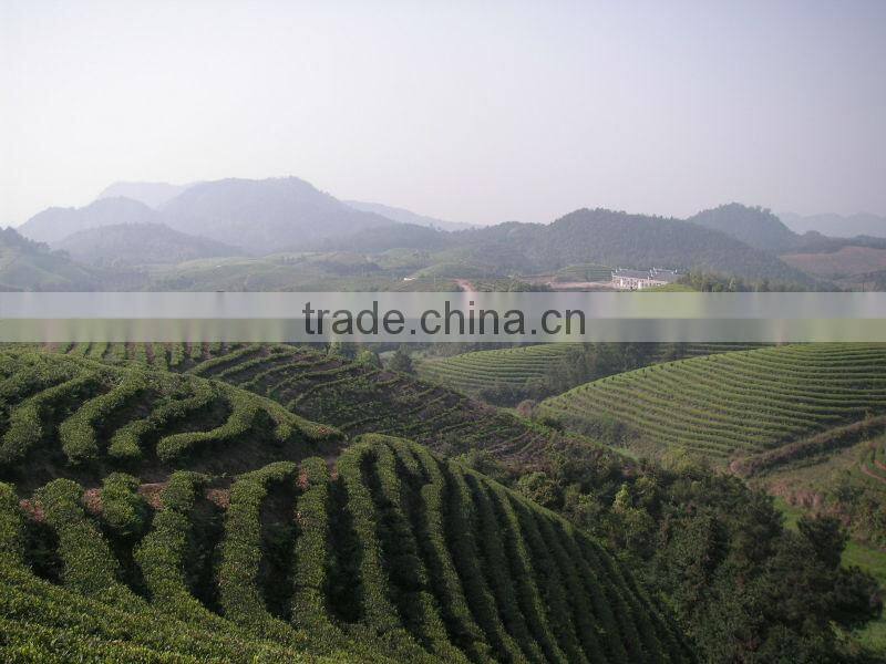 Brewing China green tea gunpowder 9375 zhejiang tea stock 2013