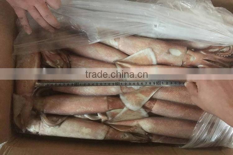 New arrived frozen todarodes squid