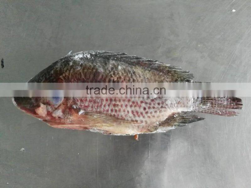 Freezer Gutted and Scaled tilapia 300/500g