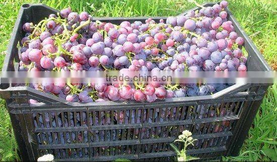 Fresh Flame Grapes