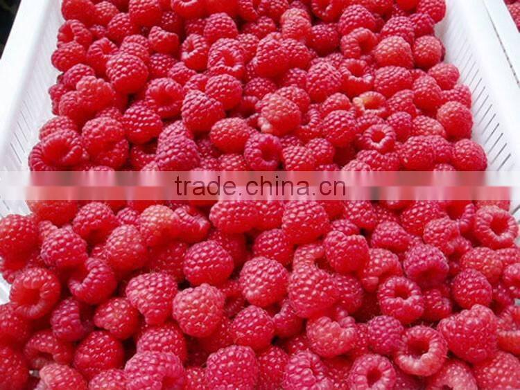 Frozen IQF Raspberry Price