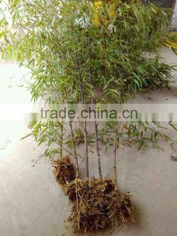 Perennial plants bamboo seedling