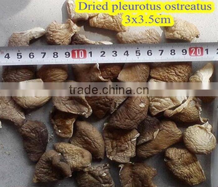 Dried pleurotus ostreatus even oyster mushroom
