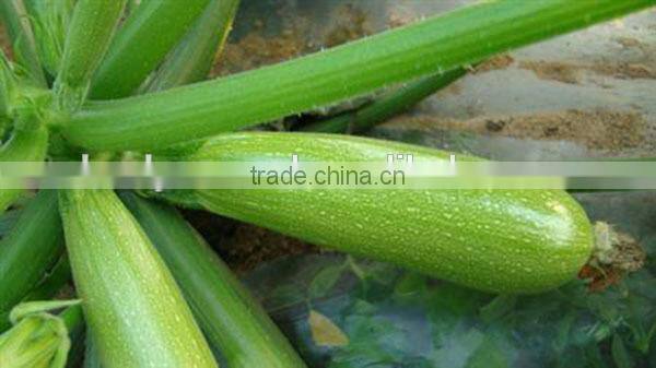 MSQ05 Biyuan Mid-early maturity type F1 hybrid squash seeds, long squash seeds