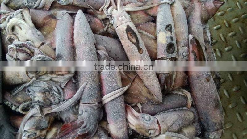Frozen Black Squid (Todarodes Pacificus)