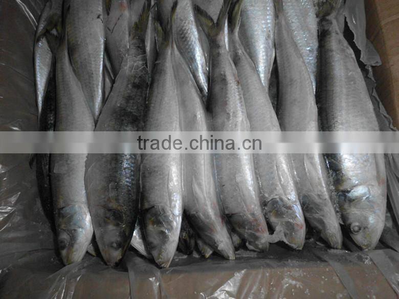 portable sardinella aurita with best quality and low price