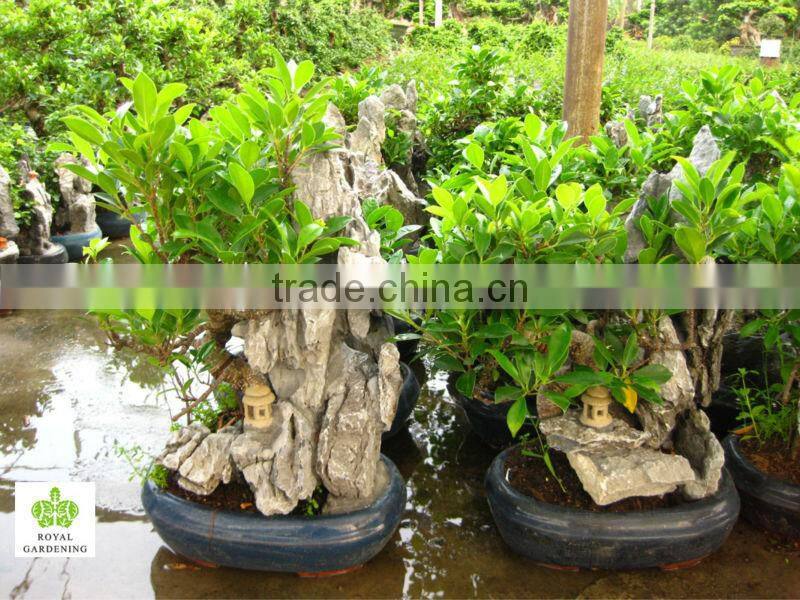 Ficus microcarpa stone bonsai