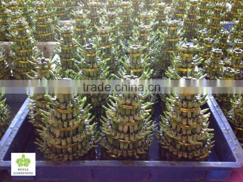 Lucky bamboo ( Dracaena Sanderiana)