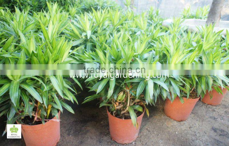 Dracaena reflexa Ornamental Plants