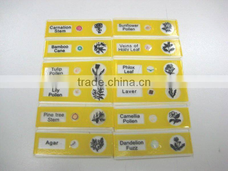 Sample Tulip pollen children miscroscopic slides