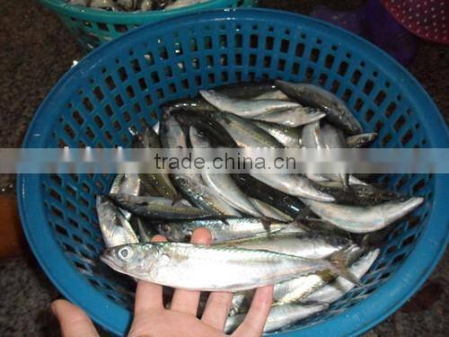 Frozen pacific mackerel for sale with size - 80g