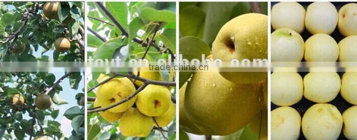 canned pear halves in light syrup