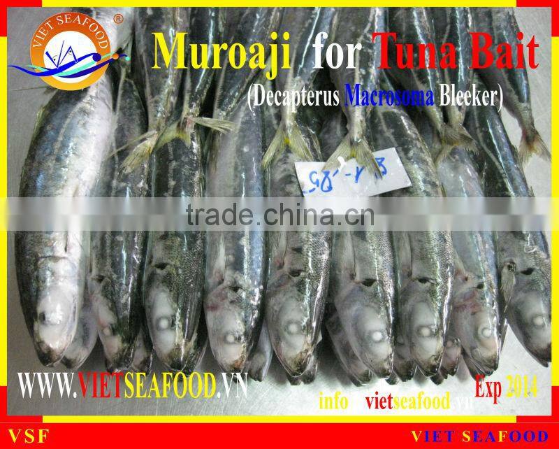 FROZEN MUROAJI FOR TUNA BAIT