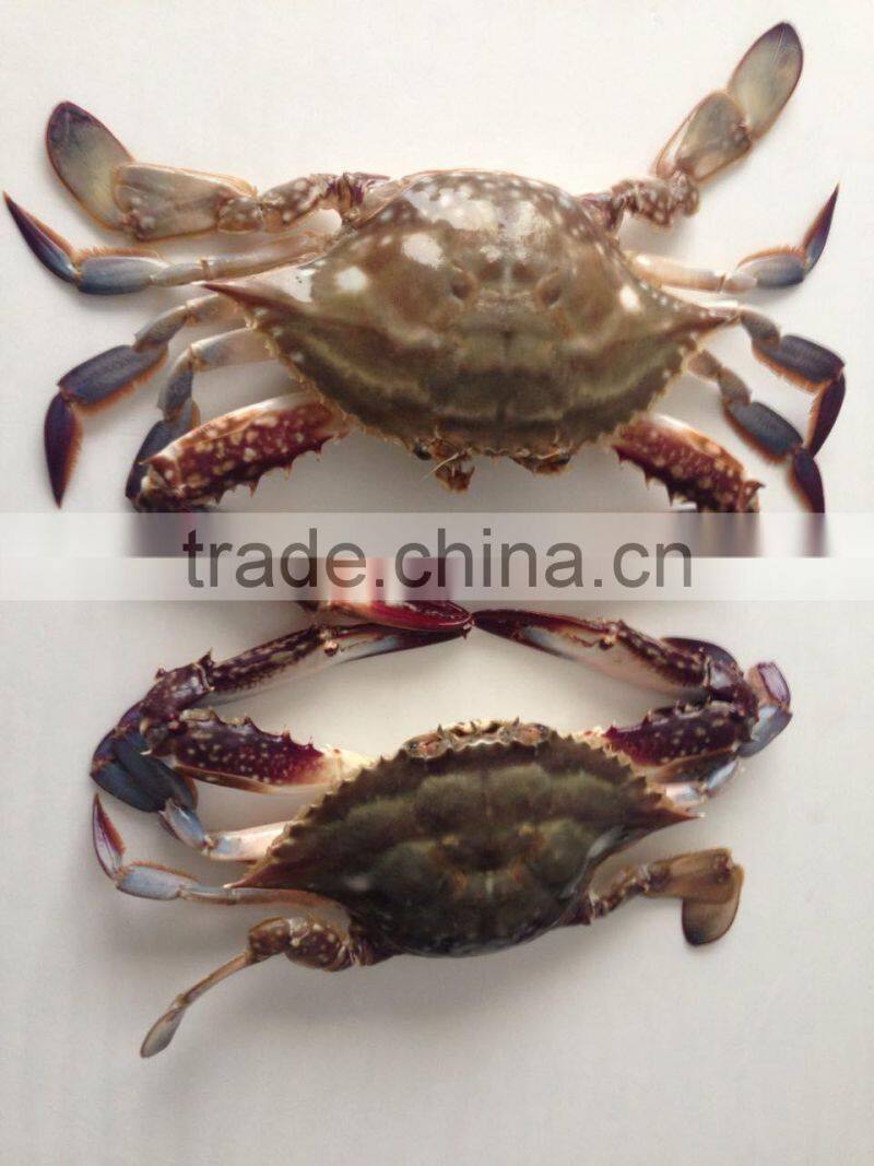 Frozen whole round Swimming Crab
