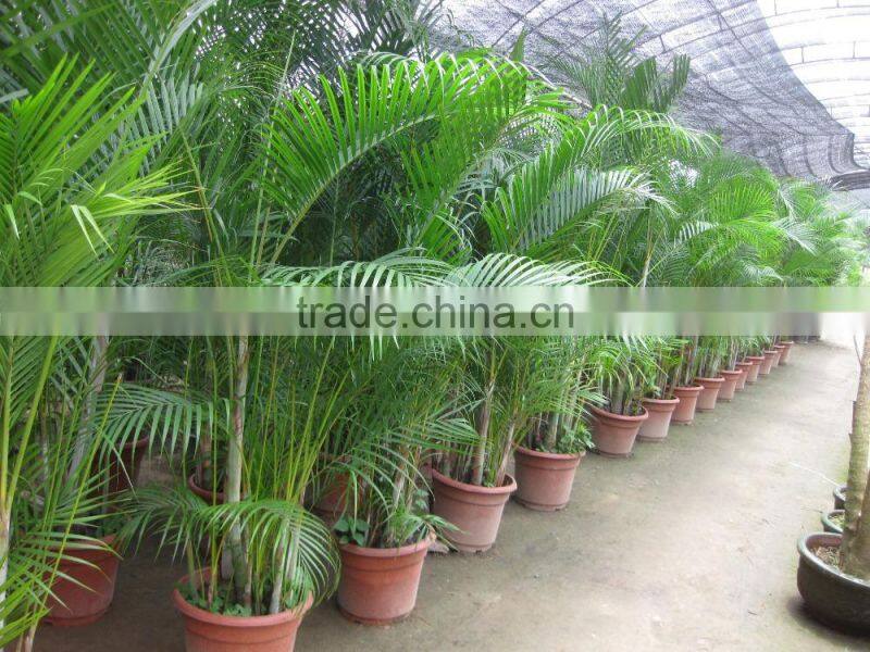 Areca palm (Chrysalidocarpus lutescens) Yellow Butterfly Palm