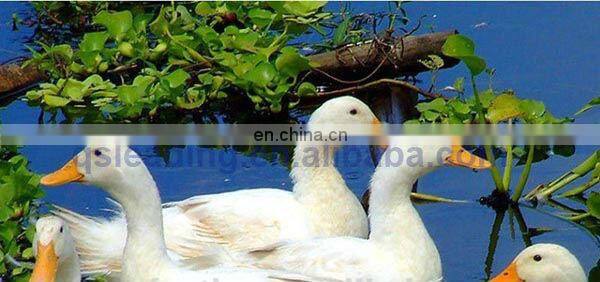 90% White Duck Down Feather