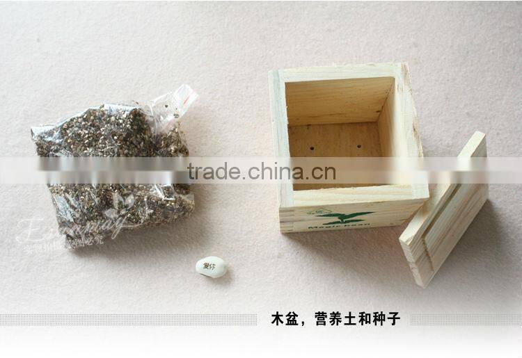 mini green plants magic bean with words in promotions