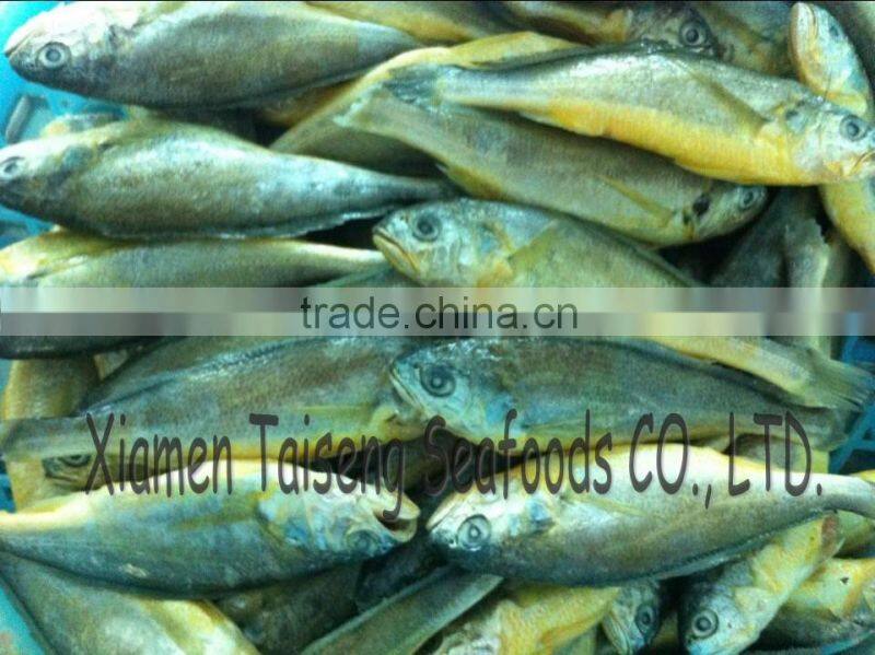IQF Whole Round Yellow Croaker Fish