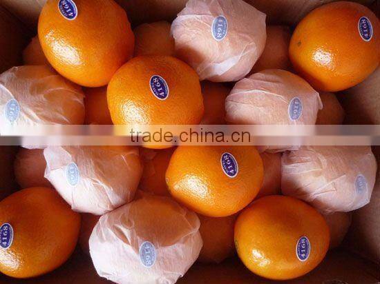 fresh mandarin