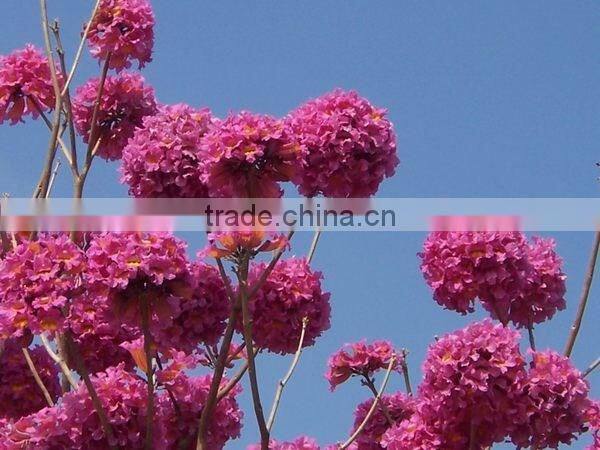 Tabebuia pentaphylla