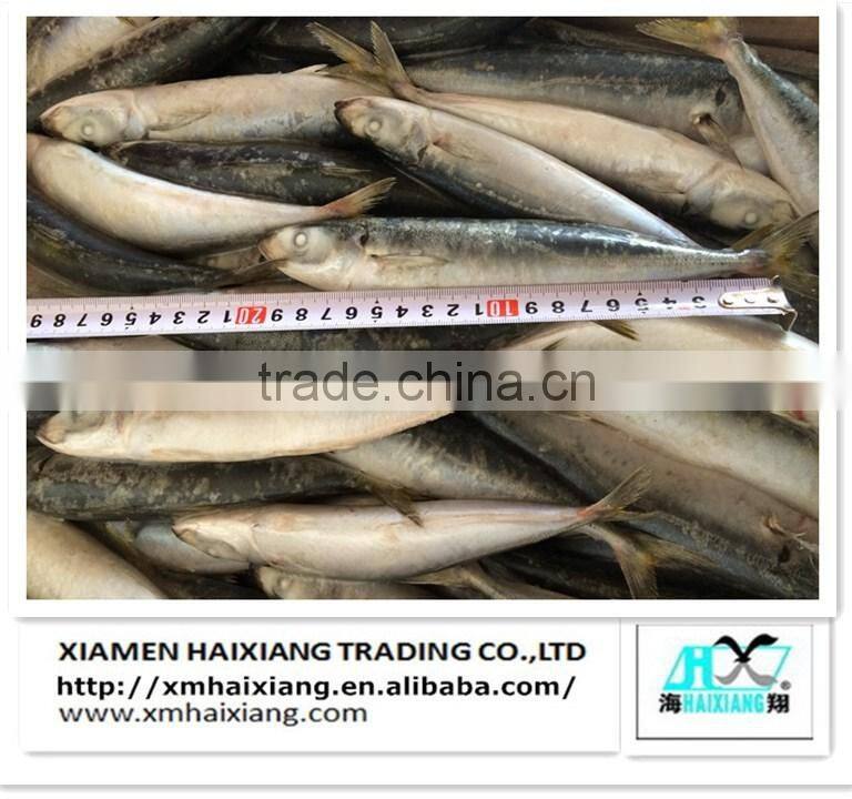 Frozen pacific mackerel fish in high quality for sale(600g+)