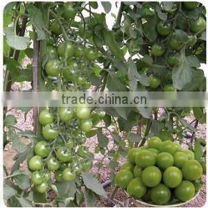 Good taste and strong growth small green tomato seeds Green pearl F1