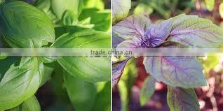 100% Natural & Pure Basil Oil / India's No. 1 Basil Oil / Basil Essential Oil