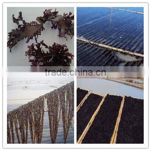 Health Seafood Red Alage Dried Laver Seaweed Porphyra Haitanensis