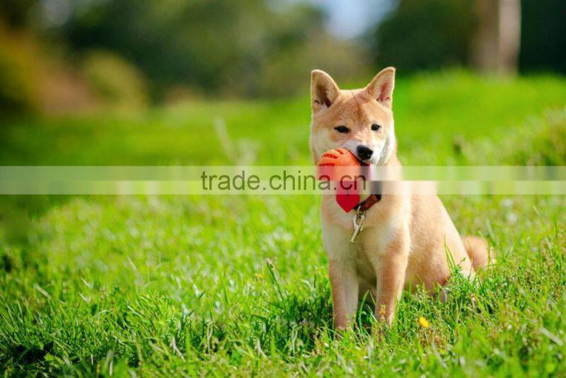 Cheap pet artificial grass turf carpet