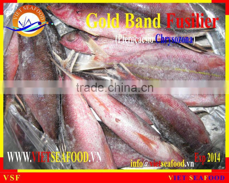 W/R FROZEN GOLD BAND FUSILIER