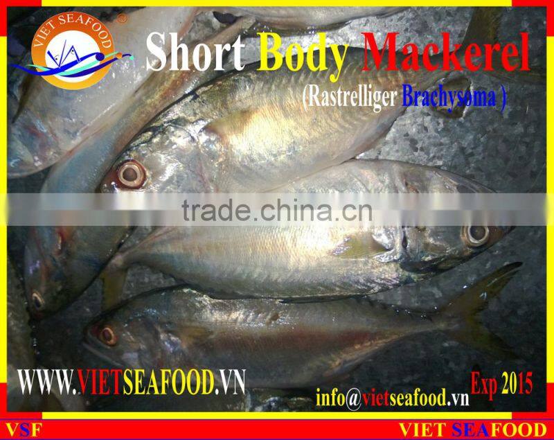 FROZEN SHORT BODY MACKEREL W/R